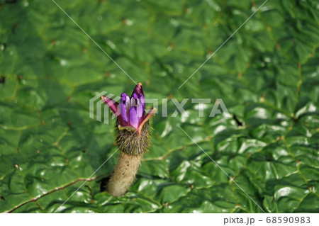 8月　加須79オニバス･スイレン科･オニバス自生地(北川辺町) 68590983