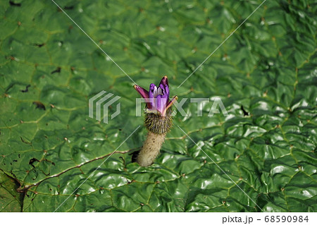 8月　加須80オニバス･スイレン科･オニバス自生地(北川辺町) 68590984
