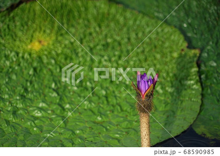 8月　加須77オニバス･スイレン科･オニバス自生地(北川辺町) 68590985