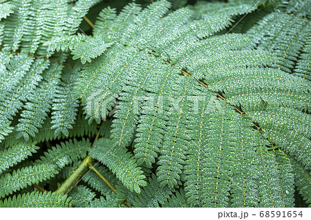 シダ植物と雨粒 5742の写真素材