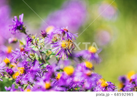 Honey bee pollinating purple aster flower in USA Canada garden in autumn fall nature background. Bees, flowers copy space Honey bee pollinating purple aster flower in USA Canada garden in autumn fall nature background. Bees, flowers copy space 68592965