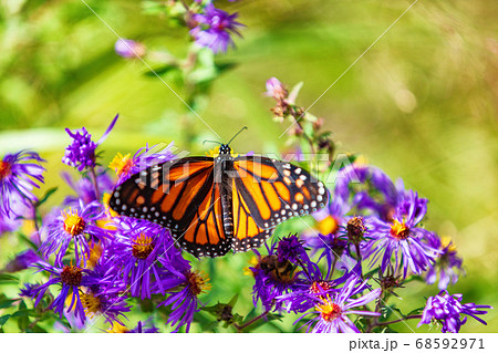 Monarch butterfly on purple asters flowers in Autumn nature garden background. Butterflies flying outdoor Monarch butterfly on purple asters flowers in Autumn nature garden background. Butterflies flying outdoor 68592971