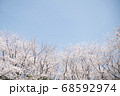 春の始まりと優しい桜色 68592974