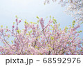 春の始まりと優しい桜色 68592976