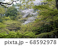 春の始まりと優しい桜色 68592978