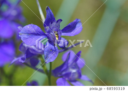 ヒエンソウ 鳥が空を飛ぶような形の花 ヒエンソウ 鳥が空を飛ぶような形の花 68593319