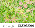 夏のもみじ 68593599