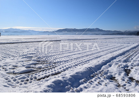 雪が積もった水田 68593806