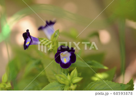 満開のトレニアの花の写真素材
