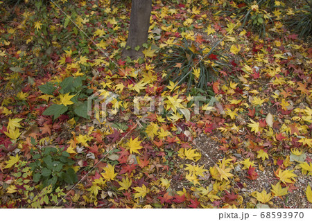 カエデ 紅葉 葉 68593970