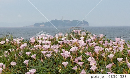 江の島を背景に咲く湘南茅ヶ崎海岸の浜昼顔の群生【5月】 江の島を背景に咲く湘南茅ヶ崎海岸の浜昼顔の群生【5月】 68594523