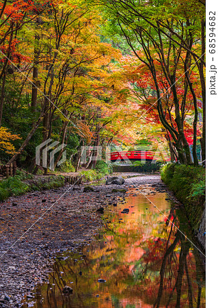 静岡県 小國神社 古代の森 紅葉の写真素材