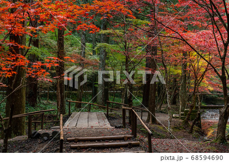 (静岡県)小國神社 古代の森・紅葉 (静岡県)小國神社 古代の森・紅葉 68594690