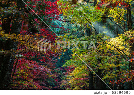 (静岡県)小國神社 古代の森・紅葉 (静岡県)小國神社 古代の森・紅葉 68594699