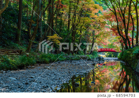 （静岡県）小國神社　古代の森・紅葉 68594703