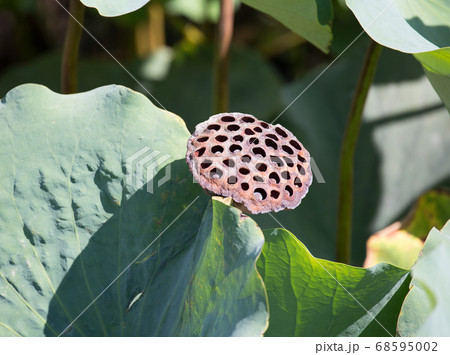 蓮の花の後の花托 68595002