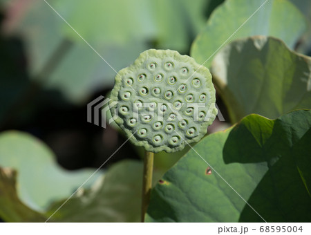 蓮の花の後の花托 68595004