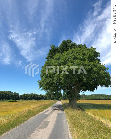 デンマークのとある島にある一本道 68595841