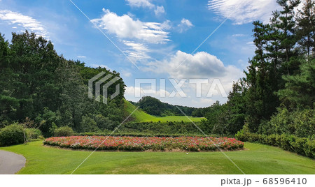 ゴルフ 花 夏 68596410