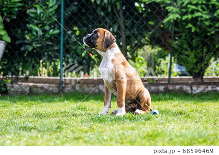 8 weeks young purebred golden puppy german boxer dog 8 weeks young purebred golden puppy german boxer dog 68596469