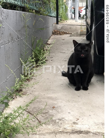 餌をねだる下町の黒猫 68596499