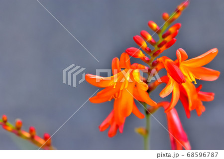 春に咲く花フリージア 春に咲く花フリージア 68596787