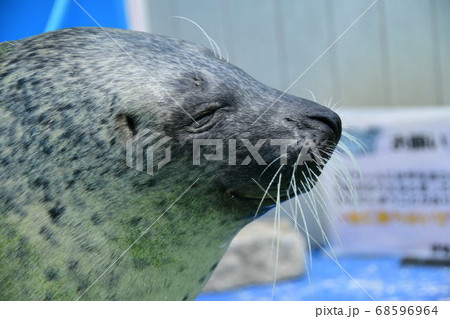 ゴマアザラシ 68596964