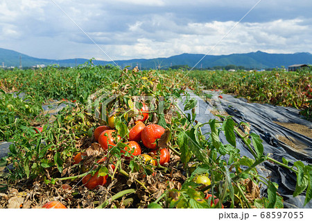 畑の完熟トマト　加工用 68597055