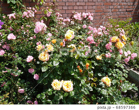 様々な色の薔薇が咲いた庭の写真素材