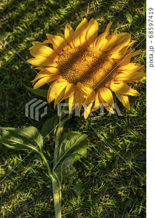 Yellow ripe sunflower on the grass in striped 68597419