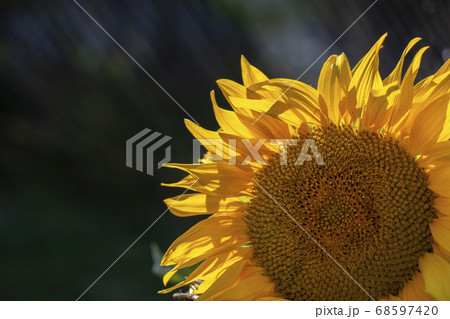 Yellow ripe sunflower close-up on a dark 68597420