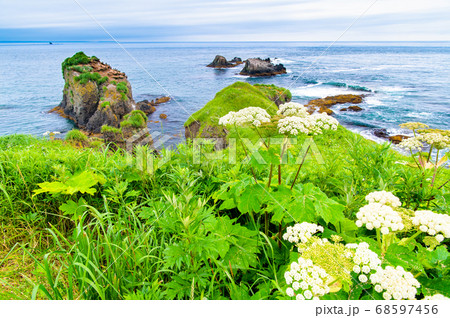 北海道浜中町 夏の霧多布岬 北海道浜中町 夏の霧多布岬 68597456