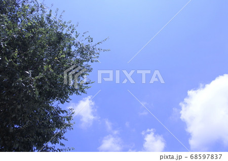 青空と新緑の背景画像 青空と新緑の背景画像 68597837