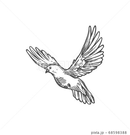 bird in flight drawing - Clip Art Library