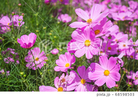Pink mexican aster flowers in garden bright sunshine day on a background of green leaves. Cosmos bipinnatus. Pink mexican aster flowers in garden bright sunshine day on a background of green leaves. Cosmos bipinnatus. 68598503