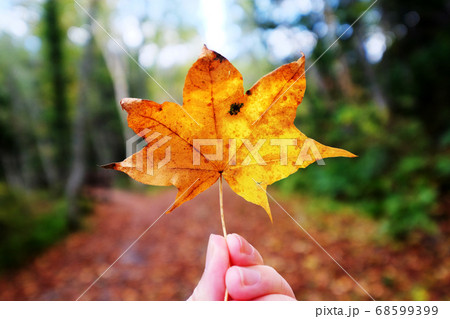 山道を背景に紅葉したオレンジ色のもみじを中央に持っている様子の写真素材