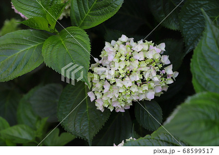 庭の花壇に咲くアジサイの薄桃色の花 68599517