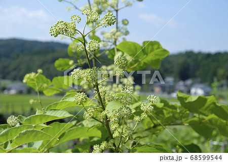里山に咲くウドの花 68599544