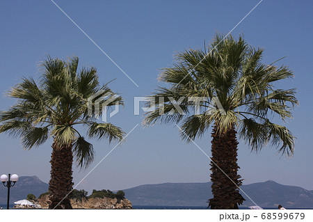 palm trees 68599679