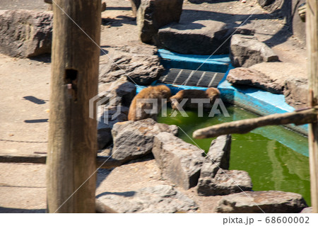 ニホンザル 68600002