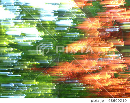 新緑のころ新緑の緑と赤色のもみじと光のコラボが美しい 新緑のころ新緑の緑と赤色のもみじと光のコラボが美しい 68600210