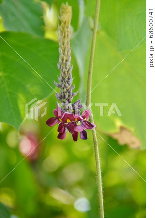 葛の花 68600241