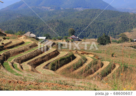 northern thailand village terraces farm 68600607