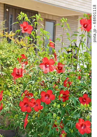 夏の庭を飾る赤い花紅蜀葵 夏の庭を飾る赤い花紅蜀葵 68601118