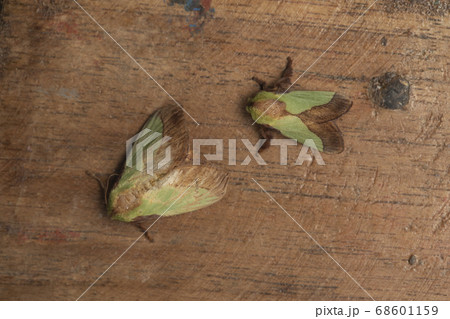 ヒロヘリアオイラガ 夫婦 68601159