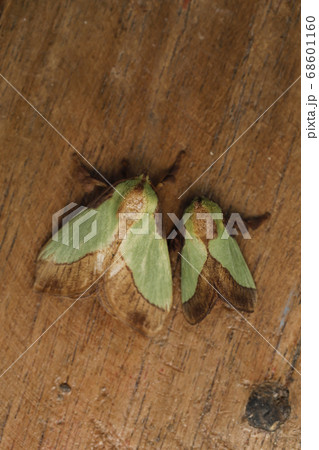 ヒロヘリアオイラガ 夫婦 68601160