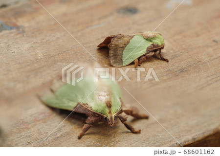 ヒロヘリアオイラガ 夫婦 68601162