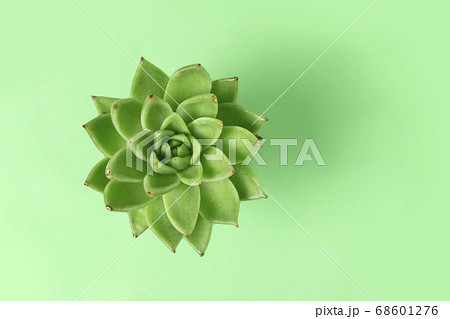 Green plant cactus succulent on a light green background. Flatlay. Top view. 68601276