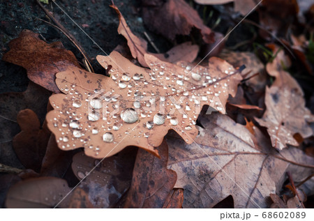 Dry oak tree leaf with water drops 68602089
