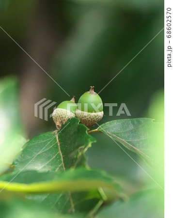 夏のドングリ(コナラ) 夏のドングリ(コナラ) 68602570